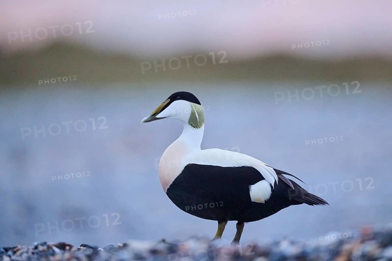 Common eider (Somateria mollissima) male on the beach at sunset, Düne, Helgoland, Schleswig-Holstein, Germany