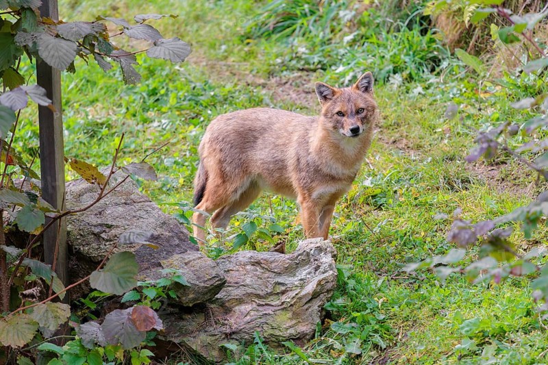 A golden jackal (Canis aureus) stands on a green meadow between bushes and rocks