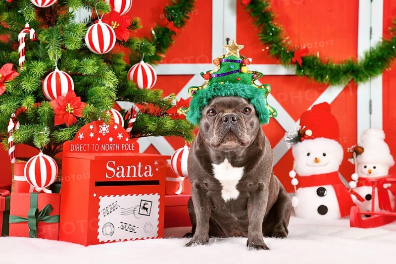French Bulldog dog wearing green Christmas tree costume hat in front of seasonal decoration