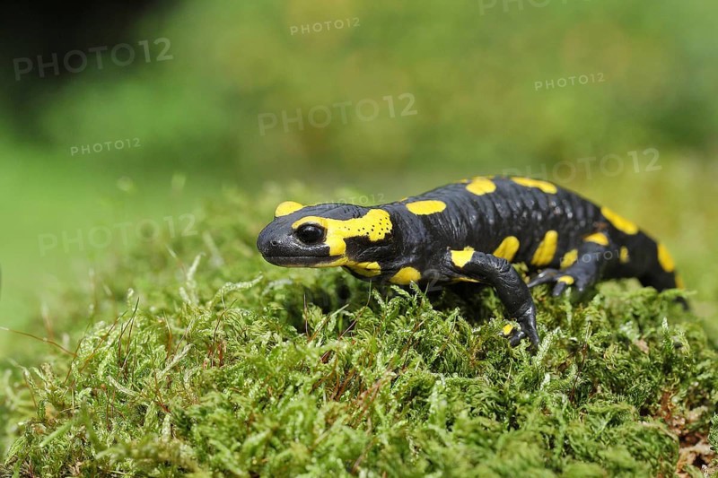 Fire salamander (Salamandra salamandra), running over moss, Wildlife, North Rhine-Westphalia, Germany