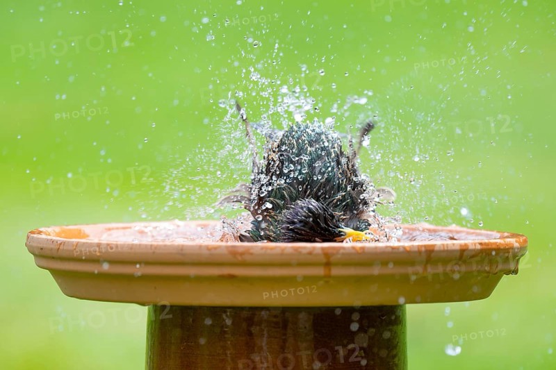Starling (Sturnus vulgaris) bathing in a bird bath, Lower Saxony, Germany