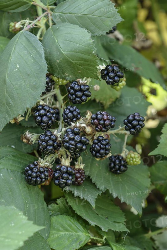 Blackberry (Rubus fruticosus 'Theodor Reimers'), Bundessortenamt, testing centre Wurzen, Wurzen, Saxony, Germany