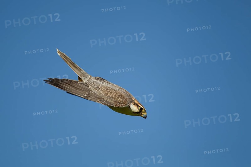 Lanner falcon (Falco biarmicus) adult bird of prey diving down in flight, England, United Kingdom - Captive
