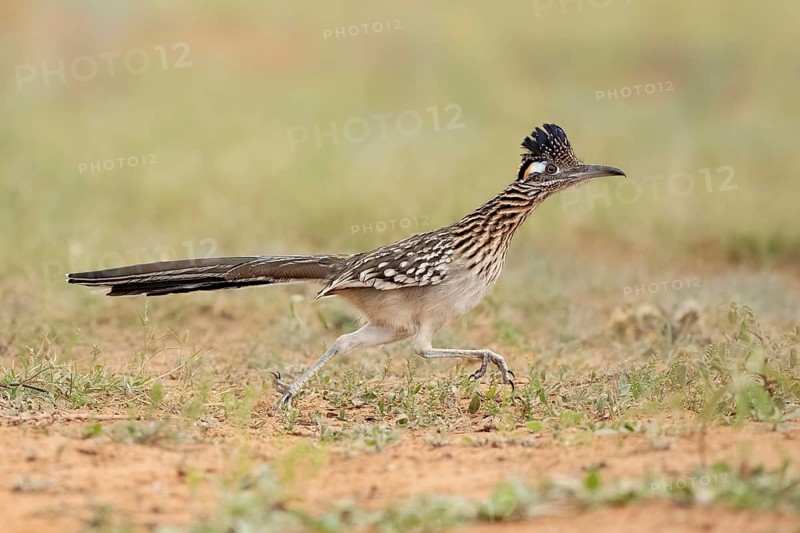 Greater Roadrunner (Geococcyx californianus), Texas, USA