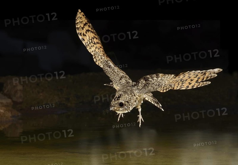 Common Poorwill (Phalaenoptilus nuttallii) flying, Arizona, USA