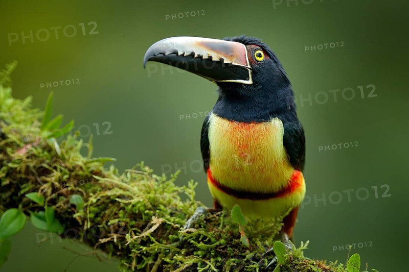 Toucan Collared Aracari, Pteroglossus torquatus, bird with big bill. Toucan sitting on the moss branch in the forest, Boca Tapada, Costa Rica. Nature travel in central America