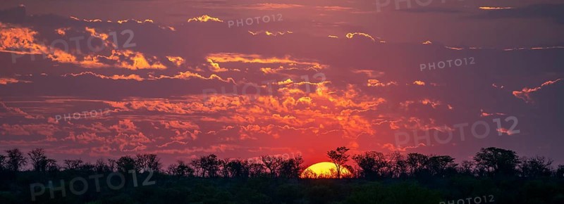Impressive sunset over the African savanna, silhouette of the horizon with trees in front of the sun, at Halali waterhole, Etosha National Park, Namibia