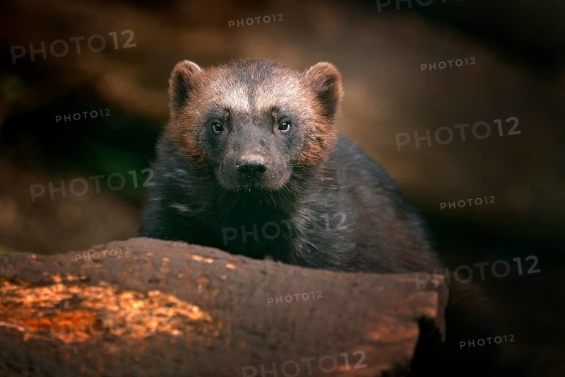Detail portrait of wild wolverine. Face portrait of wolverine. Running tenacious Wolverine in Finland tajga. Danger animal in the forest. Raptor in the nature. Mammal in north Europe