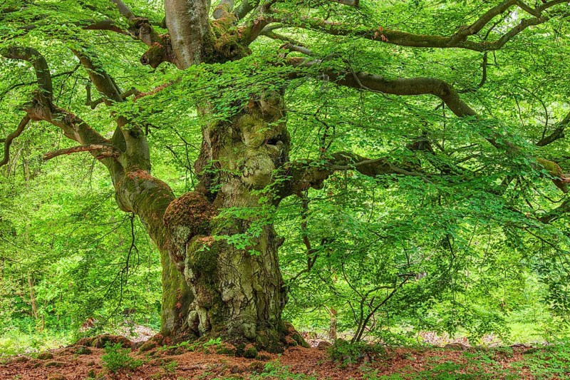 Gnarled old beech tree in the former Hutewald Halloh forest in spring, Bad Wildungen, Kellerwald, Hesse, Germany