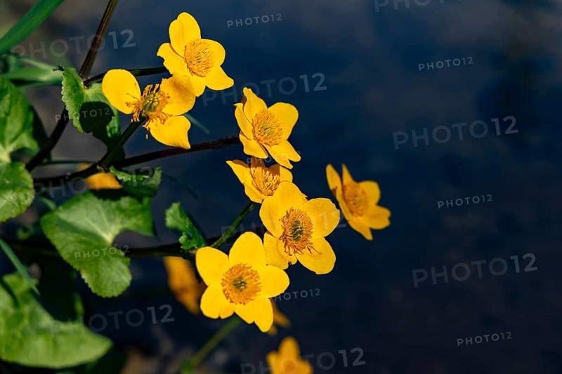 Marsh marigold (caltha palustris), Bischofswiesen, Berchtesgadener Land, Upper Bavaria, Bavaria, Germany