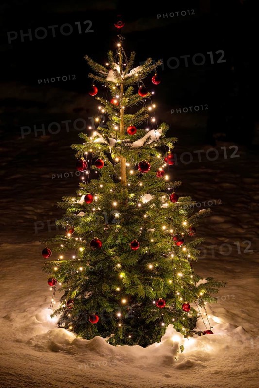 Christmas tree in the snow, Schwaz, Tyrol, Austria