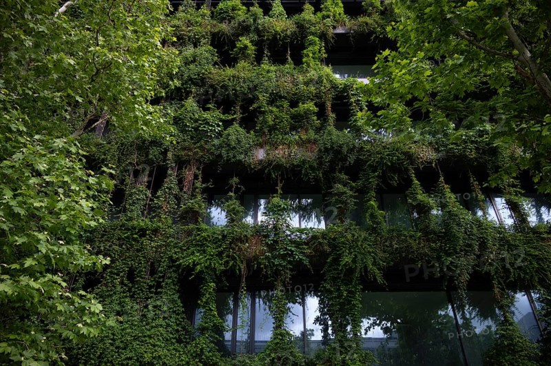 Windows are overgrown, climate-neutral façade greening on the new building, office building of CMS Hasche Sigle, Calwer Straße, Stuttgart, Baden-Württemberg, Germany