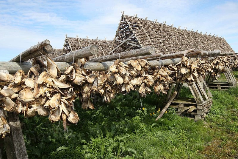 Wooden racks with air-dried atlantic cod (Gadus morhua) Lofoten, Northern Norway, Norway, Scandinavia