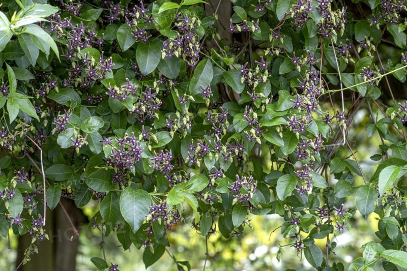 Greek tree snare (Periploca graeca), Anchers Havecenter, Constance, Baden-Württemberg, Germany