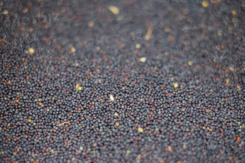 Rapeseed, Germany