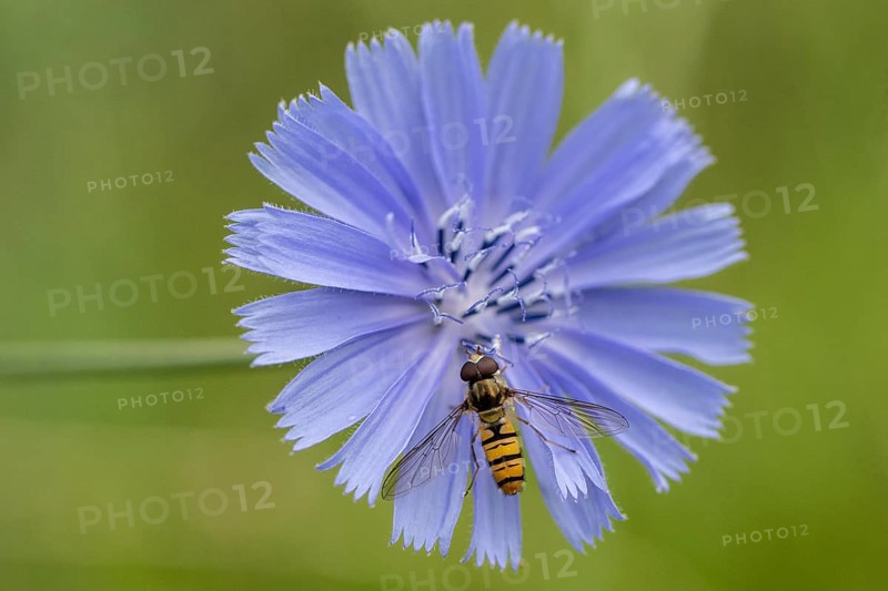 Grove hoverfly (Episyrphus balteatus) on common chicory (Cichorium intybus), Baden- Württemberg, Germany