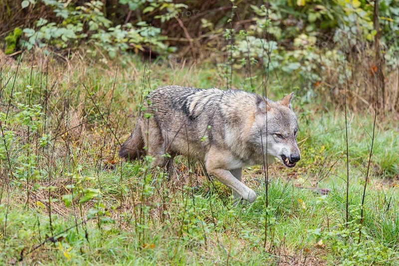 An adult Eurasian grey wolf (Canis lupus lupus) runs growling and snarling across a green meadow