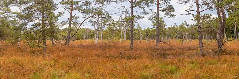 Broom common heather (Calluna Vulgaris) cross-leaved heath (Erica tetralix) and pines (Pinus), Wurzacher Ried, Bad Wurzach, Upper Swabia, Baden-Württemberg, Germany