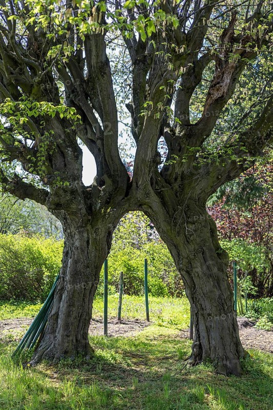 2 hornbeams (Carpinus betulus) growing together in the churchyard in Limbach, Wilsdruff, Saxony, Germany