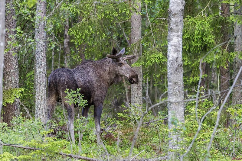 Elch (Alces alces) Moose