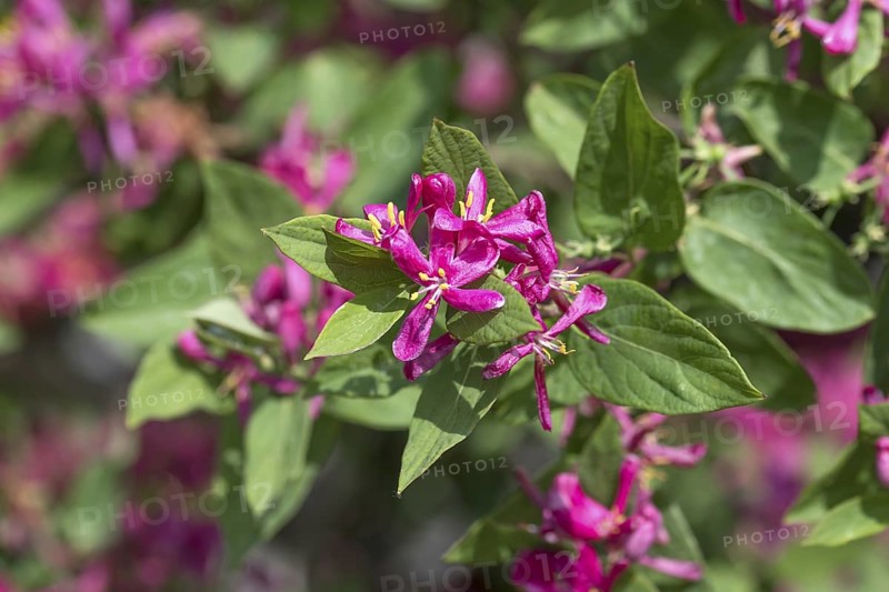 Tatarian honeysuckle (Lonicera tatarica 'Hack's Red'), Saxon State Office for the Environment, Germany