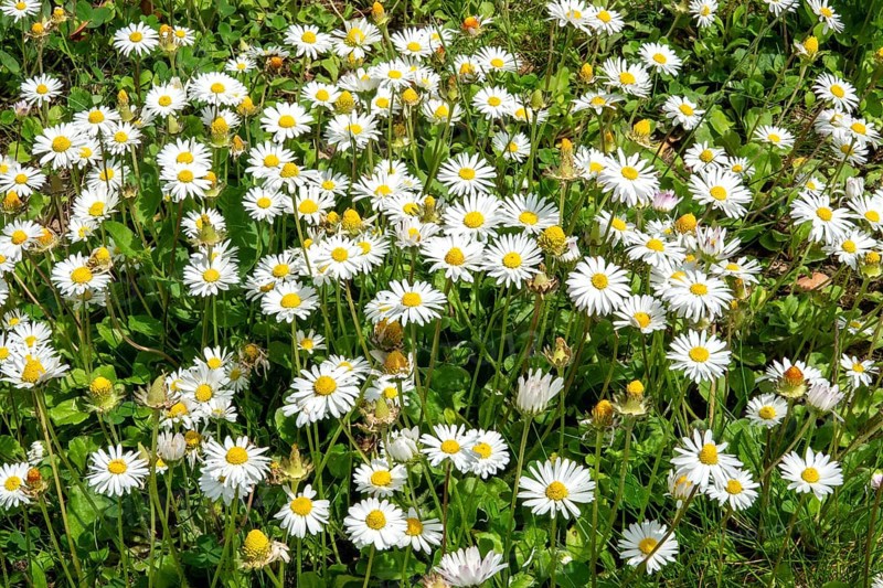 Daisy (Bellis perennis), flowering, Baden-Württemberg, Germany