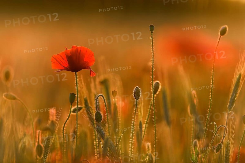 Poppies (Papaver) flowering in a cornfield, Bavaria, Germany