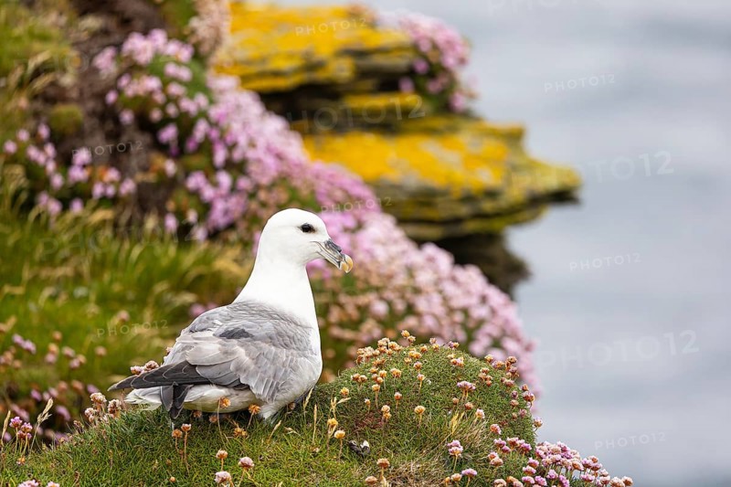 Northern fulmar (Fulmarus glacialis) sitting in front of a flower-covered grass cushion and lichen-covered rock, Orkney Islands, Scotland, Great Britain
