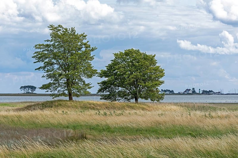 Trees, nature reserve, in the background Pilot Island, Schleimünde, coast near Maasholm, Schleswig-Holstein, Germany