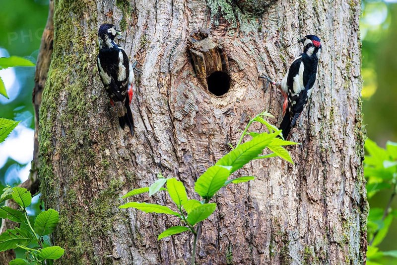 Great spotted woodpecker (Dendrocopos major), breeding pair with food in their beaks at the breeding den, Bad Homburg, Hesse, Germany