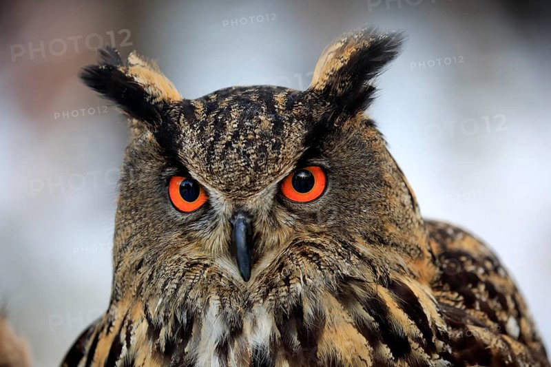 Eurasian eagle-owl (Bubo bubo), adult portrait in winter, Zdarske Vrchy, Bohemian-Moravian Highlands, Czech republic