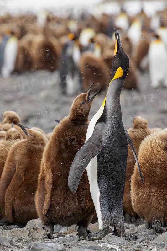 King Penguin (Aptenodytes patagonicus) perched on a rocky beach on South Georgia Island