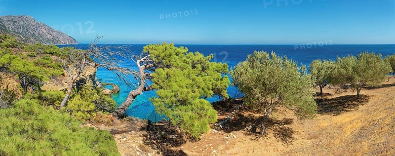 Green trees on a cliff with a wide view of the sea, hiking trail from Avlona to Diafani, Avlona, Diafani, Karpathos, Greece