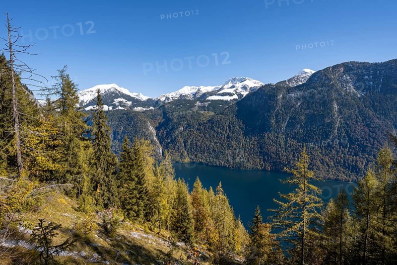 View of the Königssee from the Rinnkendlsteig mountain hiking trail, autumn forest with yellow larches and snow-covered mountains, Berchtesgaden National Park, Berchtesgadener Land, Upper Bavaria, Bavaria, Germany