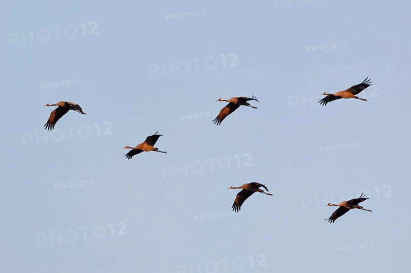 Common Crane (Grus grus) group flying, Mecklenburg-Western Pomerania, Germany