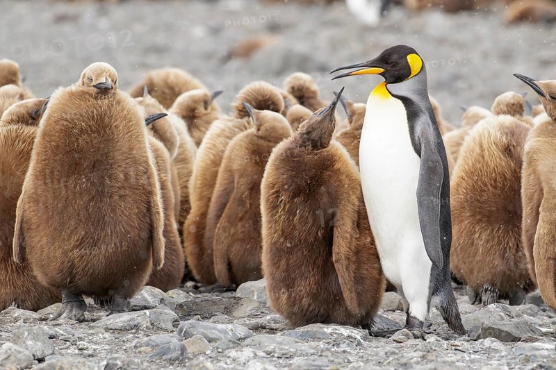 King Penguin (Aptenodytes patagonicus) perched on a rocky beach on South Georgia Island