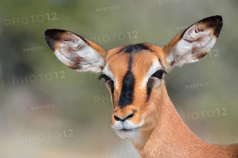 Black-faced Impala (Aepyceros melampus petersi), adult female, Etosha National Park, Namibia