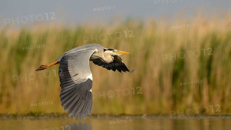 Grey Heron (Ardea cinerea), adult bird in flight, Kiskunság National Park, Southeastern Hungary, Hungary