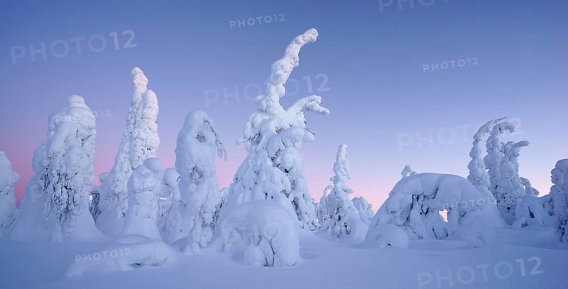 Snow covered trees, Kuusamo area, Finland