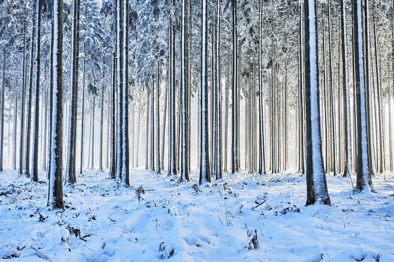 Snow-covered spruce forest, Lindenberg, Horben, Canton of Aargau, Switzerland