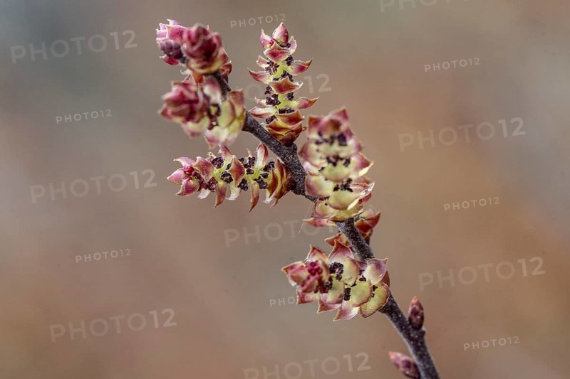 Gale bush (Myrica gale), flowers, province of Drenthe, Netherlands