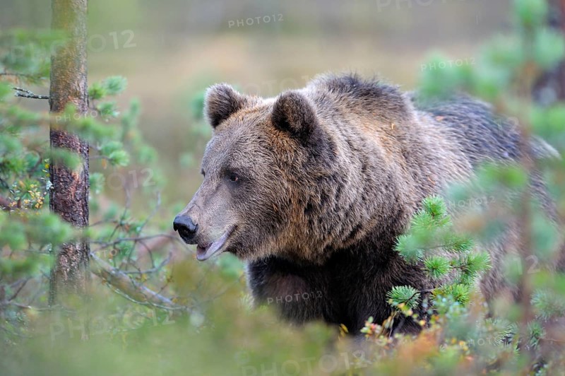 Brown Bear (Ursus arctos), border area to Russia, Kuhmo, Karelia, Finland