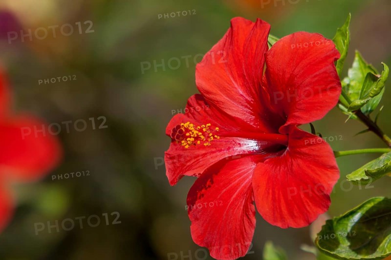 Red hibiscuses (Hibiscus), Egypt