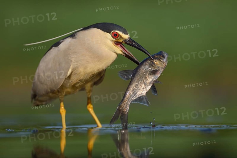 Black-crowned night heron (Nycticorax nycticorax), adult heron with prey, large fish, Kiskunság National Park, Hungary