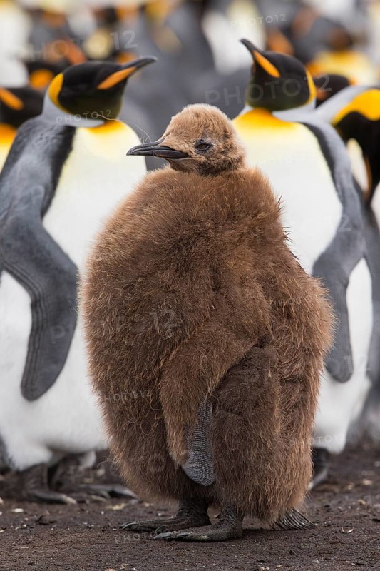 King Penguin (Aptenodytes patagonicus) juvenile, Volunteer Point, Falkland Islands