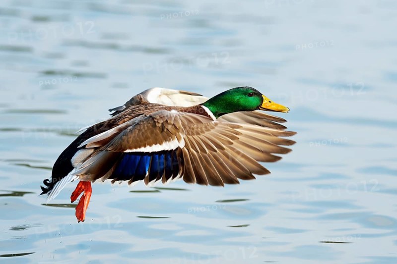 Mallard (Anas platyrhynchos) male in flight, Zugerseee, Switzerland