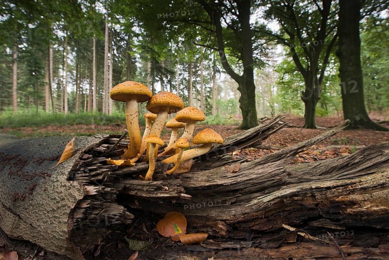 Golden Scalycap (Pholiota aurivella) on tree trunk, Emsland, Lower Saxony, Germany