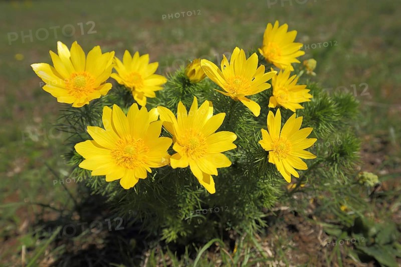 Pheasant's eye (Adonis vernalis), Spring Adonis rose, Adonis rose, Ständelberg, Rammersberg, Mäusberg, Karlstadter Trockengebiete, Wiesenfeld, Karlstadt, Main, Lower Franconia, Franconia, Bavaria, Germany