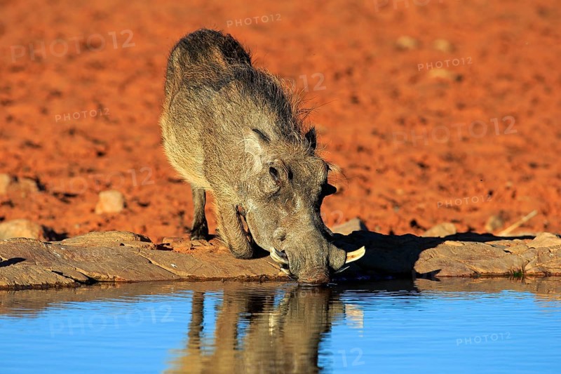 Warthog (Phacochoerus aethiopicus), adult, at the waterhole, drinking, Tswalu Game Reserve, Kalahari Desert, North Cape, South Africa