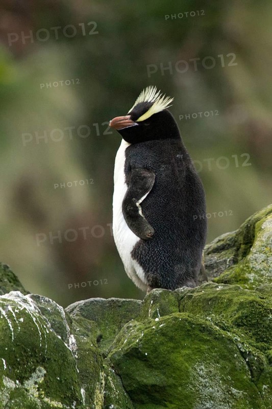 Erect-crested Penguin (Eudyptes sclateri), Antipodes Island, New Zealand